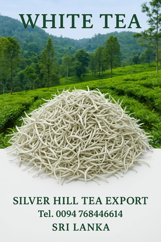 539824073_758285450288196_5683239321497216408_n